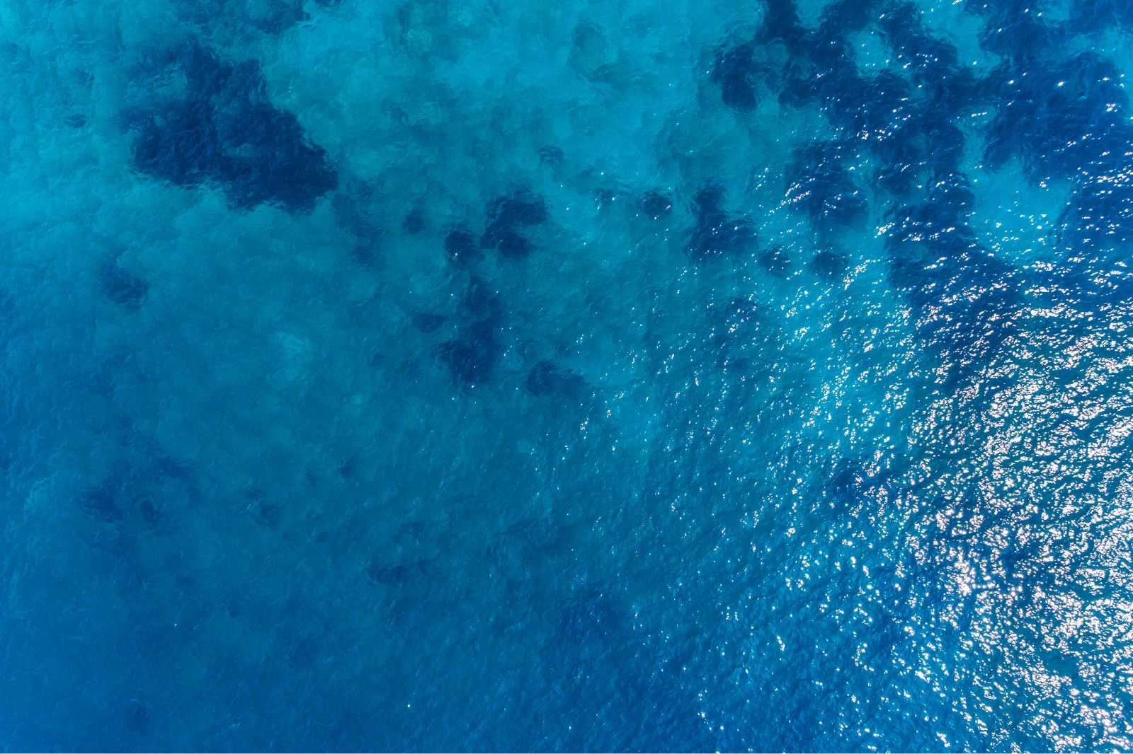 Our fish is sustainably caught in the North Atlantic.